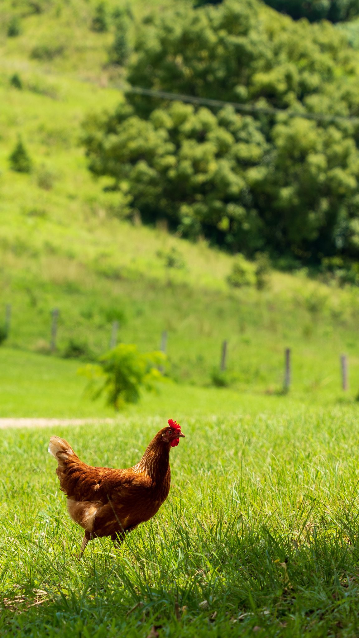 single chicken walking in the green byron bay hinterland at heartwood farm cottage