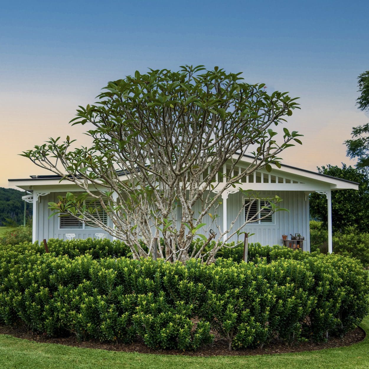 heartwood farm cottage behind a green hedge and tree