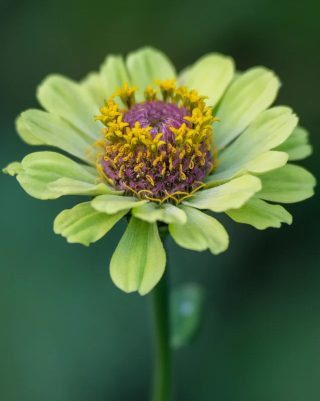 A green flower