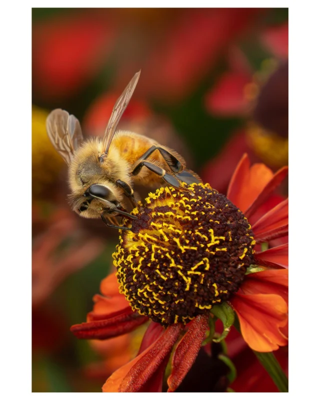 My best bee photo so far. Looking forward to the warmer months, when I'll use my new insect eye detector on my new Sony A7Rv camera and my Tamron macro lens. Hopefully I'll be able to improve on my bee images. Practice makes perfect.