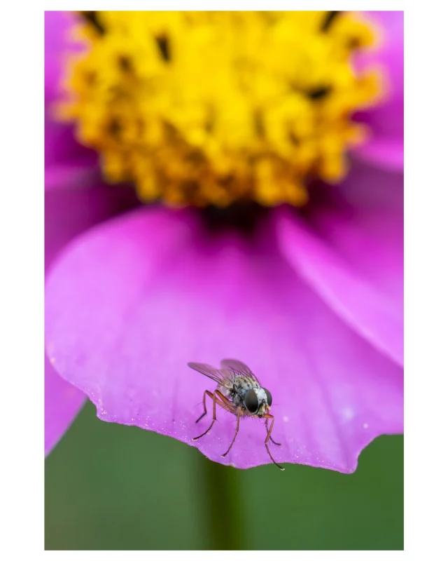 I love my new Tamron lens, where I took these flower and insect shots as a first go with the lens. It's nice to see a bit of winter colour too.