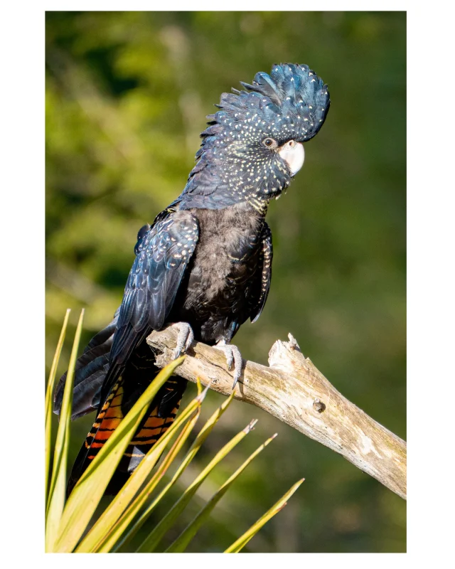 Wonderful red tailed black cockatoo, although his feathers are blue black when taken the bright sunshine. I had a great time at @featheredfriendsbirdsanctuary Such a great cause, to save endangered birds. Well worth a visit.