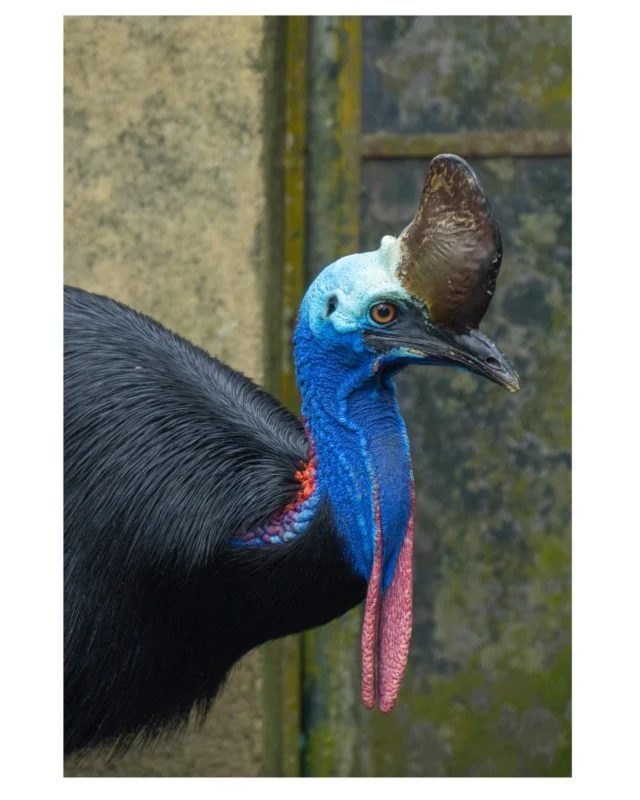This is a cassowary bird. One of the weirdest birds I have seen up close. I think they are quick dangerous if you get on the wrong side of them.