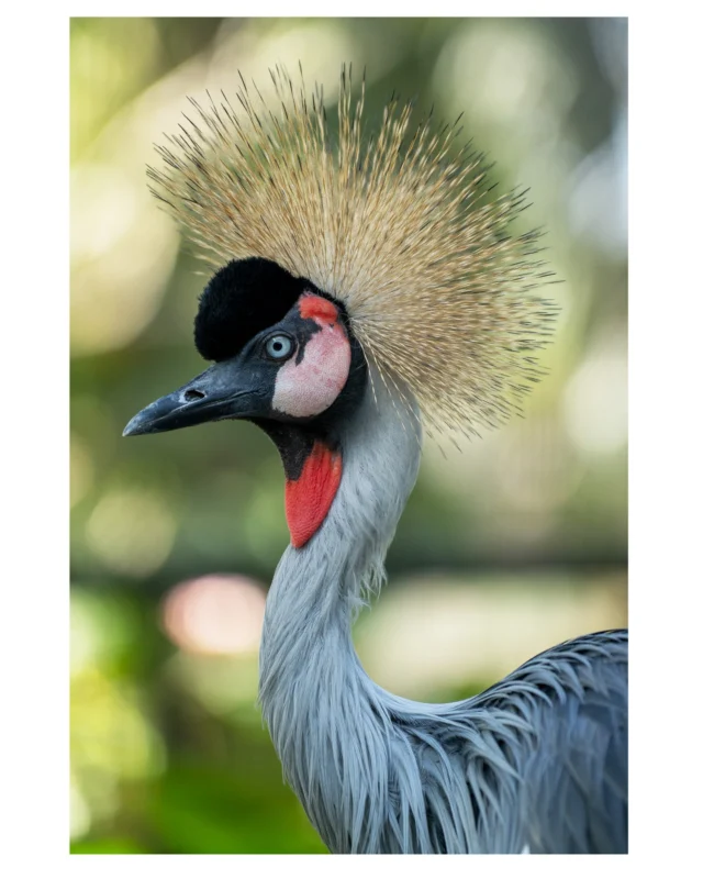 Yellow crowned crane